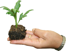 actividades agropecuarias